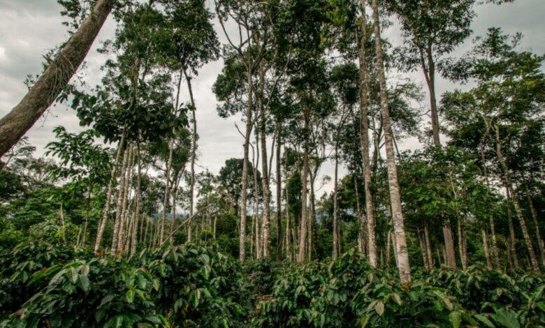 UNDP PE PERU INDIGENOUS COFFEE SDG .jpg