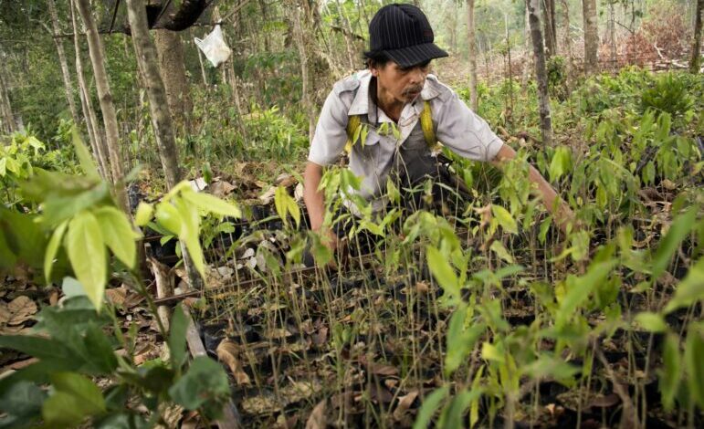 Reforestation project in Indonesia x.jpg
