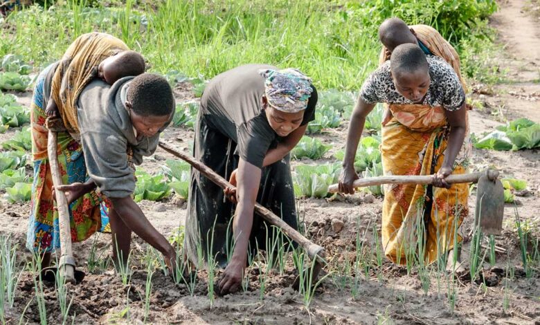 agriculture catianne burundirefugees x .jpg