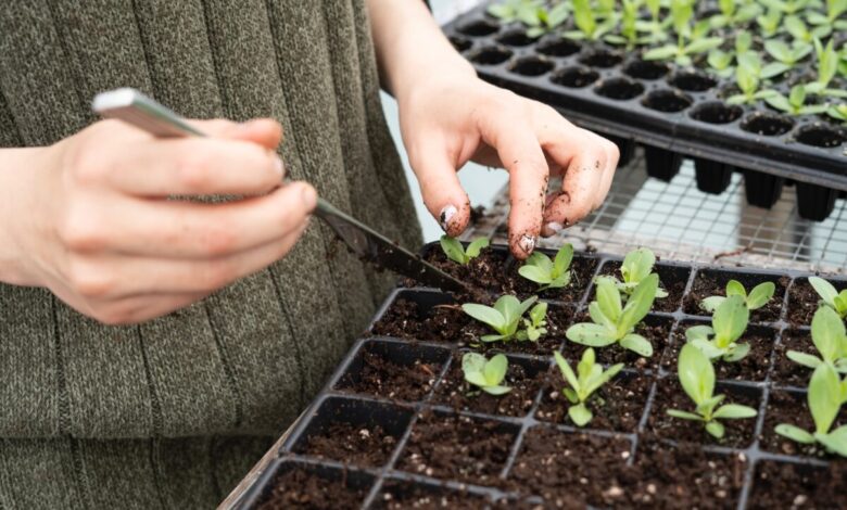 how to care for your plant seedlings x.jpg