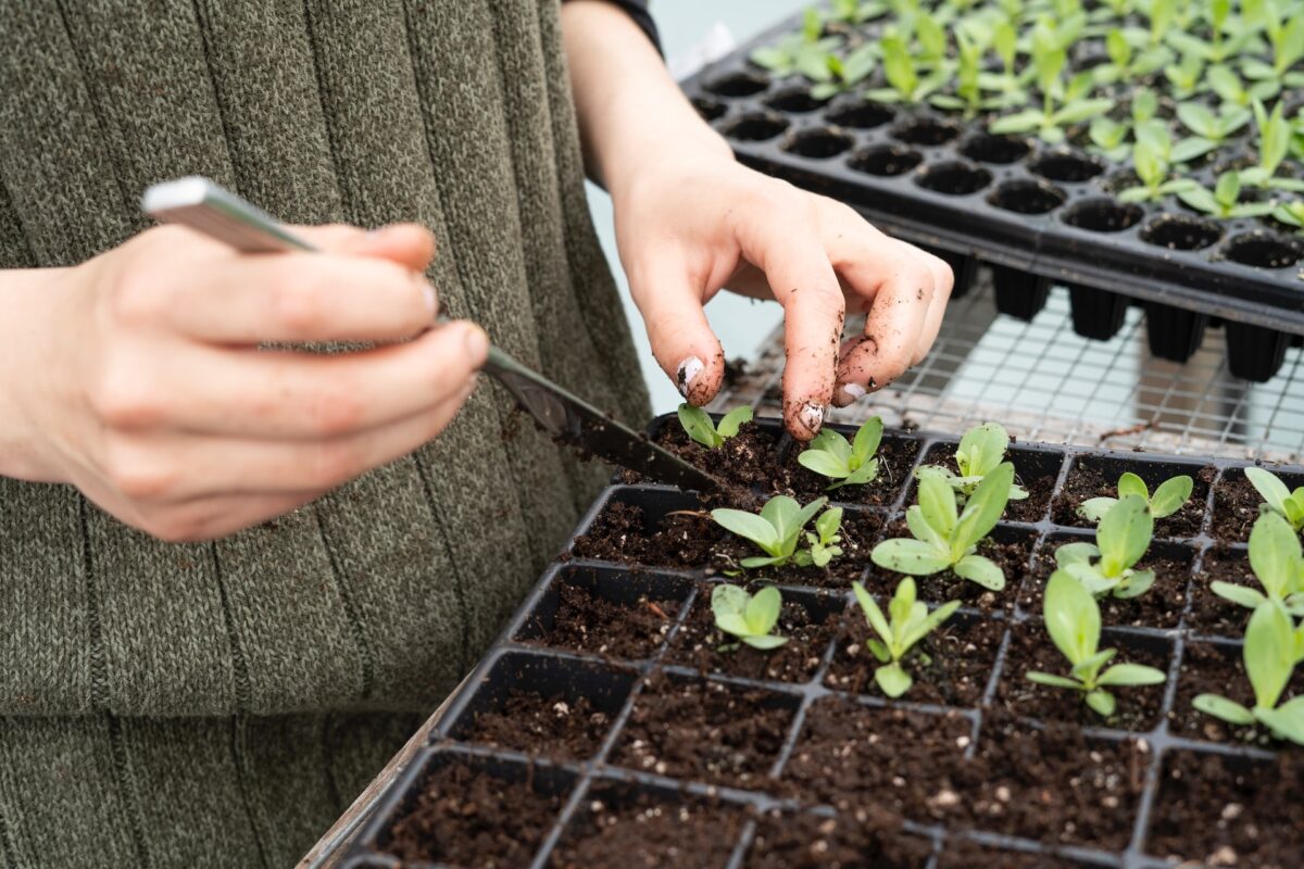 seed starting kit gift ideas for gardeners
