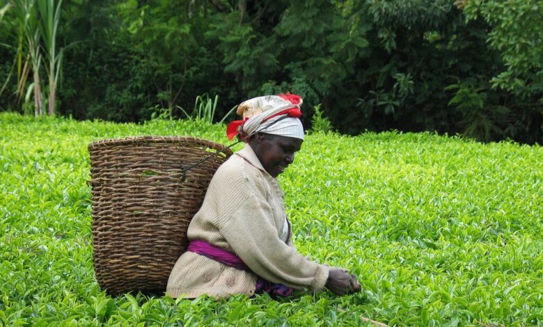 Tea harvest Kenya from flickr FOR SUPPORT TO REGIONAL.jpg