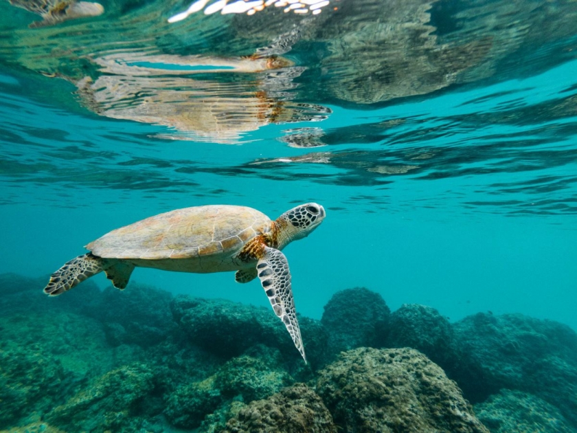 A sea turtle swimming